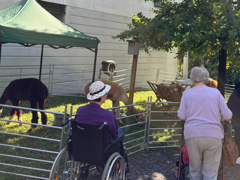 Seniorinnen und Senioren blicken auf das Gehege mit mehreren Tieren beim Besuch der "Rollenden Arche“ mit ihrem mobilen Streichelzoo bei der Senioreneinrichtung Immanuel Haus am Kalksee in Rüdersdorf Seniorinnen und Senioren blicken auf das Gehege mit mehreren Tieren beim Besuch der "Rollenden Arche“ mit ihrem mobilen Streichelzoo bei der Senioreneinrichtung Immanuel Haus am Kalksee in Rüdersdorf